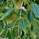 Populus simonii (topola chińska)
