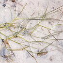Potamogeton trichoides (rdestnica włosowata)