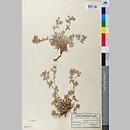 Potentilla microdons (pięciornik drobnoząbkowy)