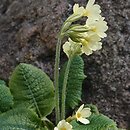 Primula elatior ssp. carpatica