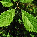 Prunus apetala