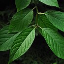 Prunus maackii