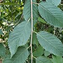 Prunus ×schmittii