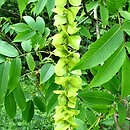 Pterocarya macroptera