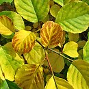 Pterostyrax corymbosus (styrakowiec chiński)