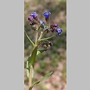 Pulmonaria angustifolia (miodunka wąskolistna)