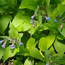 Pulmonaria ×intermedia (miodunka pośrednia)