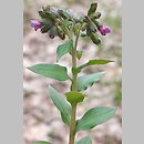 Pulmonaria ×notha