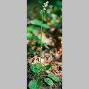 Pyrola media (gruszyczka średnia)