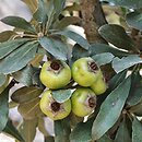 Pyrus elaeagnifolia (grusza oliwnikolistna)