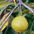 Pyrus salicifolia (grusza wierzbolistna)