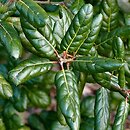 Quercus agrifolia (dąb wieczniezielony)