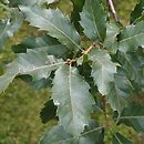 Quercus brantii