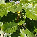 Quercus canariensis (dąb algierski)