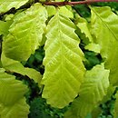 Quercus castaneifolia (dąb kasztanolistny)