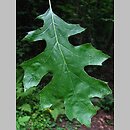 Quercus ellipsoidalis (dąb Hilla)