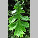 Quercus macrocarpa (dąb wielkoowocowy)
