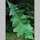 Quercus muehlenbergii (dąb Muehlenberga)