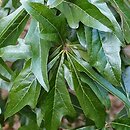 Quercus nigra (dąb wodny)