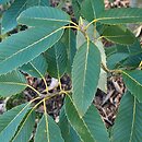 Quercus oxyodon