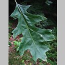 Quercus shumardii (dąb Shumarda)