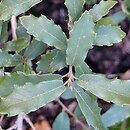 Quercus tuberculata
