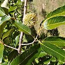 Quercus variabilis