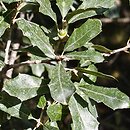Quercus vaseyana