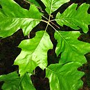 Quercus velutina (dąb barwierski)