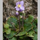 Ramonda nathaliae
