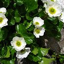 Ranunculus crenatus