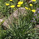 Ranunculus gramineus (jaskier trawiasty)