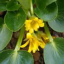 Ranunculus kochii (jaskier Kocha)