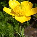 Ranunculus millefoliatus (jaskier wielolistny)