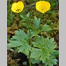 Ranunculus montanus (jaskier górski)