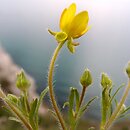 Ranunculus oxyspermus