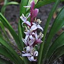 Reineckea carnea (rainekia krwista)