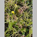 Rhagadiolus stellatus (słodziczka gwiaździsta)