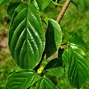 Rhamnella franguloides (kruszyniec koreański)