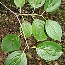 Rhamnus alnifolia