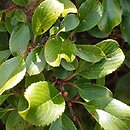 Rhamnus pumila ssp. pumila