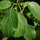 Rhamnus spathulifolia