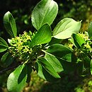 Rhamnus utilis