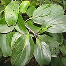 Rhamnus virgata
