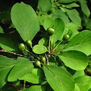 Rhamnus yoshinoi