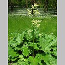 Rheum officinale (rabarbar lekarski)