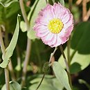 Rhodanthe manglesii (suchlin Mangleza)
