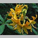 Rhododendron calendulaceum (azalia nagietkowa)