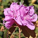 Rhododendron hort. Grupa '24a Dauricum'