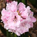 Rhododendron fulvum ssp. fulvum